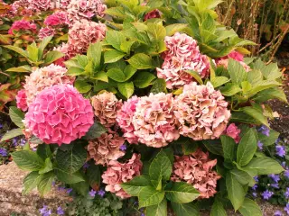 Hortensia busk sælges