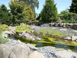 Sumpskildpadder 