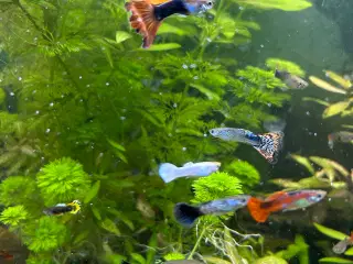 Voksne guppy, 2stk.