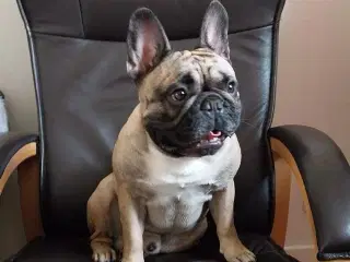 Fransk bulldog