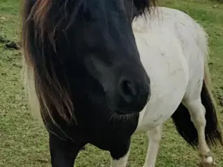 Shetlænder sælges 