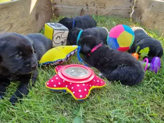 Hunde hvalpe 