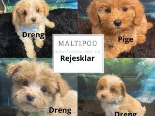 Maltipoo vi venter ❤️🐾