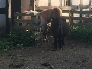 Hoppe og hingst 