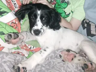 Engelsk springer spaniel FT 