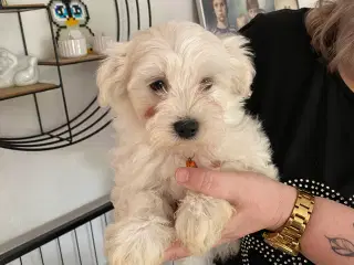 Maltipoo hvalpe 