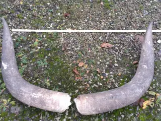 horn kaffabøfel