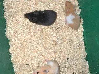 Guldhamster 