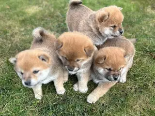 Shiba hvalpe sælges