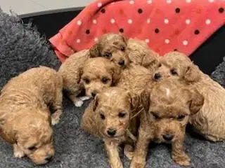 🐾 Skønne Poochon hvalpe søger kærlige hjem 🐾