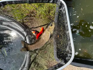 Havebassin fisk myggesnapper