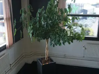 Plante