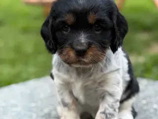Cavalier Blanding
