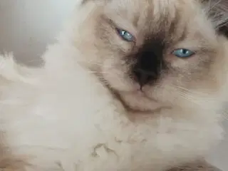 Ragdoll Killinger 