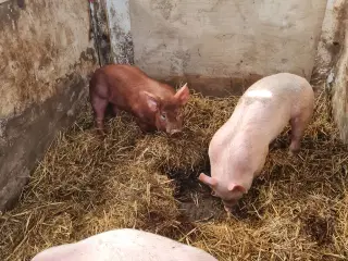 Små grise
