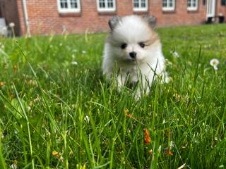 Mini pomeranian hvalpe 