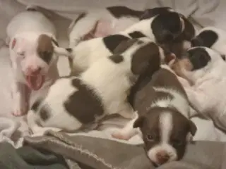 7 Skønne JRT hvalpe med masser af personlighed