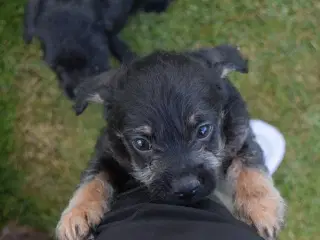Doodels hanhvalp lille familiehund 