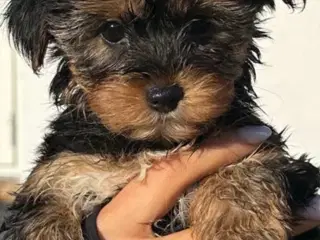 yorkshir terrier colorfuld