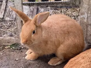 Kaninunger
