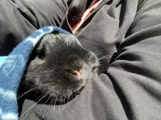 Østrigsk Hopkanin / Kælekanin sælges