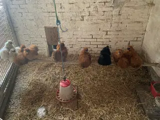 UNGE DV SILKEHANER FRA SOMMEREN 24