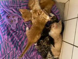Kattekilling 
