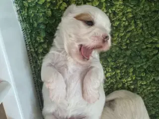 Coton de tulear med stamtavle