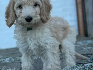 Cockapoo/cockerpoo/doodle