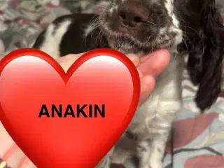 DKK Stamtavle Standard Engelske Springer Spaniels