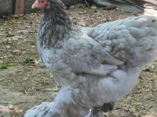 Brahma høner