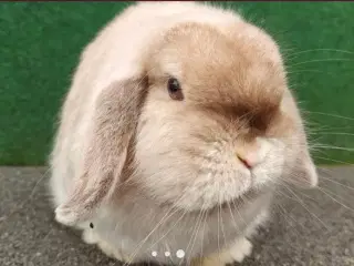 Minilop