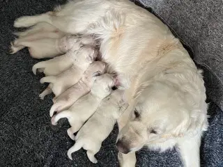 Golden Retriever hvalpe