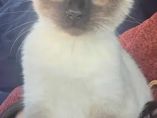 Sødeste han killing