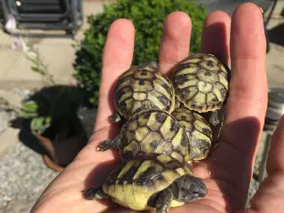 Landskildpaddeunger græske