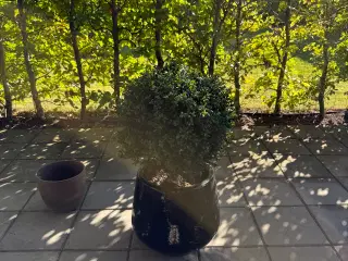Krukke med kunstig buksbom 