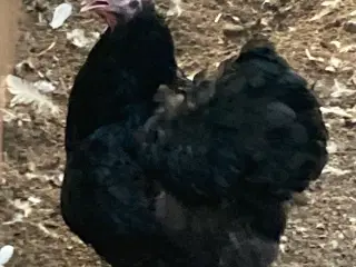 Wyandotter 