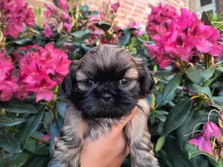 Ægte Shih Tzu hvalpe