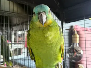 Blåpandet amazone 1 år 