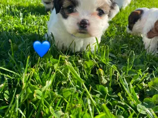 Boomer (Shih Tzu / Malteser)