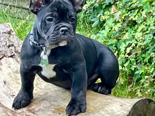 Fransk bulldog