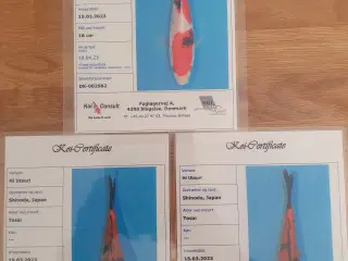 Certifikat koi sanke,hi utsuri +1 sibirisk stør