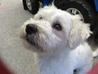 Coton de tulear 