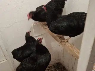 Dværghøns Wyandottte