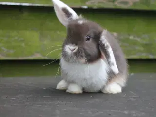 Mini lop dreng 