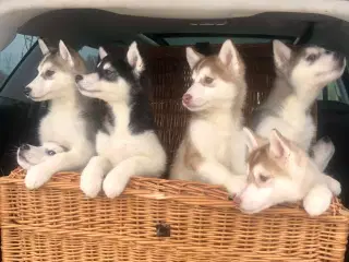 Siberian Husky Hvalpe 