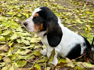 Bassethund / Bassethound