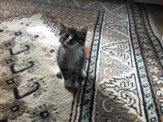 Kattekilling