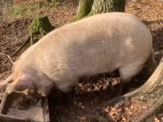 Dansk landrace anno 70