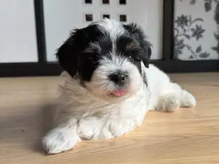 Bichon Havanais hvalpe sælges. 6 uger